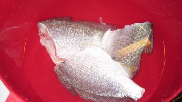 Croaker and Spot